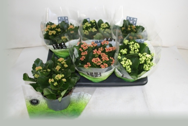 Kal Ge Gem 5 Kl 15P 26H 12bloei