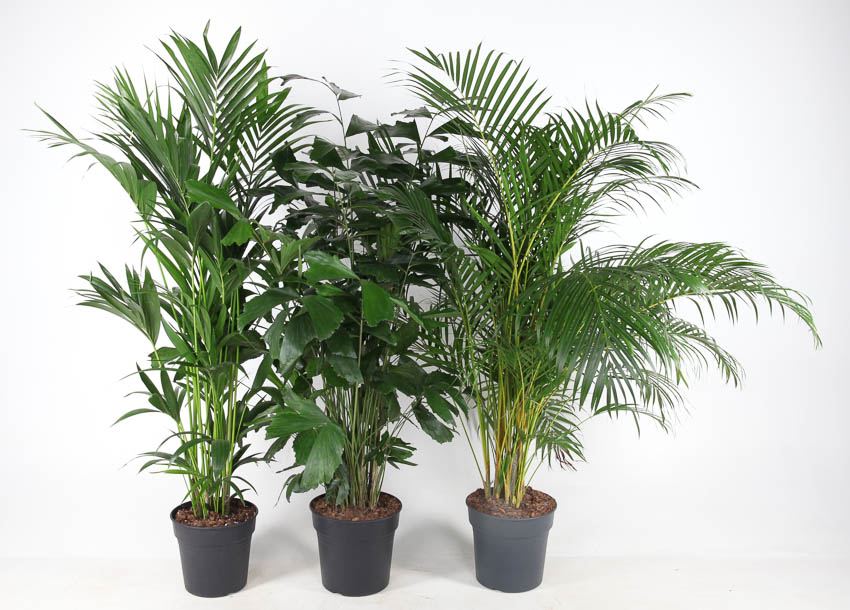 Picture of Palms in varieties and pot sizes (MIXPALM273116) P27 160CM